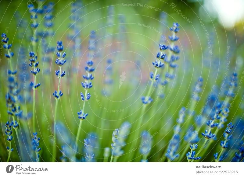 Lavender Sommer Umwelt Natur Landschaft Pflanze Blume Nutzpflanze Lavendel Garten Park Wiese Blühend Duft Wachstum frisch natürlich schön grün violett