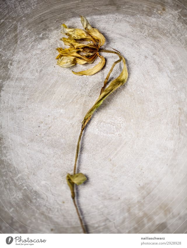 Verwelkte Tulpe tot verdorrt verwelkt Stein Hintergrund alt gealtert Alterung trocknen getrocknet Blume geblümt Stillleben Traurigkeit traurig Farbfoto Trennung