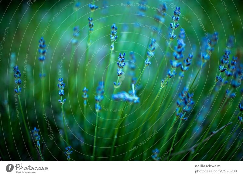 Lavendel Sommer Umwelt Natur Landschaft Pflanze Frühling Blume Sträucher Blüte Grünpflanze Garten Park Blühend Duft Wachstum natürlich schön blau grün