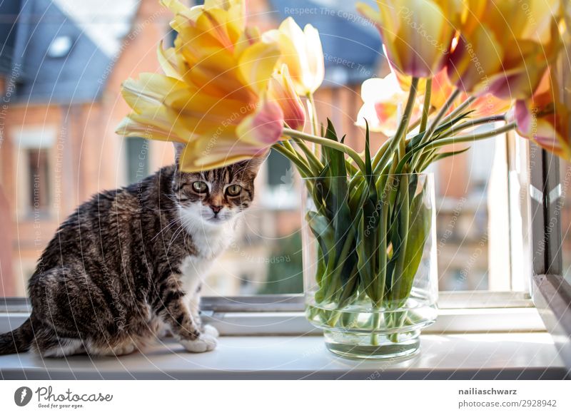 Katze am Fenster Lifestyle Tulpe Haus Fassade Tier Haustier 1 Blume Blumenstrauß Vase beobachten Blick sitzen warten einzigartig natürlich Neugier niedlich