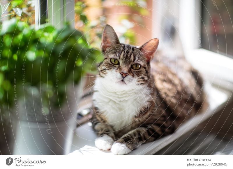 Katze am Fenster Tulpe Tier Haustier 1 beobachten Erholung genießen Blick warten schön lustig Neugier niedlich weich braun grün Glück Zufriedenheit Lebensfreude