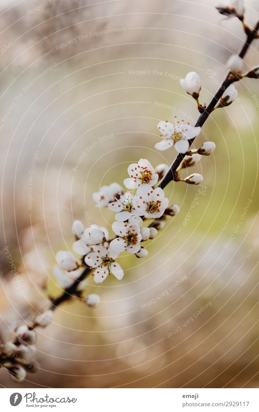 Birnbaum Blüten Umwelt Natur Pflanze Frühling Blume Blütenknospen braun weiß Blühend Farbfoto Gedeckte Farben Außenaufnahme Nahaufnahme Detailaufnahme