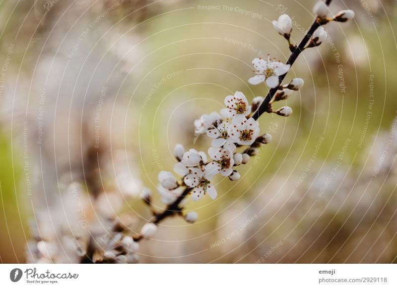 Birnbaum Blüten Umwelt Natur Pflanze Frühling Blume Blütenknospen braun weiß Blühend Farbfoto Gedeckte Farben Außenaufnahme Nahaufnahme Detailaufnahme