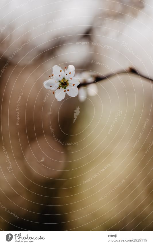 Birnbaum Blüte Umwelt Natur Pflanze Frühling Blume Blütenknospen braun weiß Blühend Farbfoto Gedeckte Farben Außenaufnahme Nahaufnahme Detailaufnahme