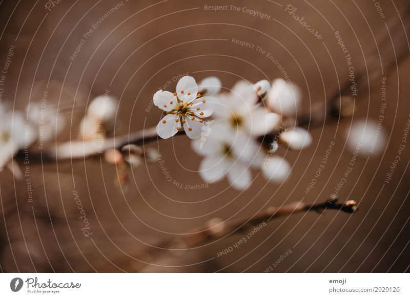 Birnbaum Blüten Umwelt Natur Pflanze Frühling Blume Blühend braun weiß Blütenknospen Farbfoto Gedeckte Farben Außenaufnahme Nahaufnahme Detailaufnahme