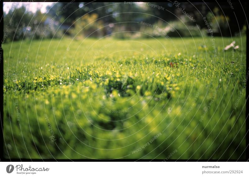 ich WILL wieder GRÜN ! Lifestyle Garten Sport Yoga Kunst Natur Landschaft Pflanze Tier Frühling Park Wiese Vogel Schmetterling Käfer Wachstum schön grün