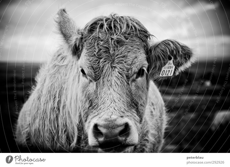 Cow mir in die Augen, Kleines. Tier Kuh 1 dick groß natürlich Blick Schwarzweißfoto Außenaufnahme Menschenleer Tag Schwache Tiefenschärfe Porträt Tierporträt