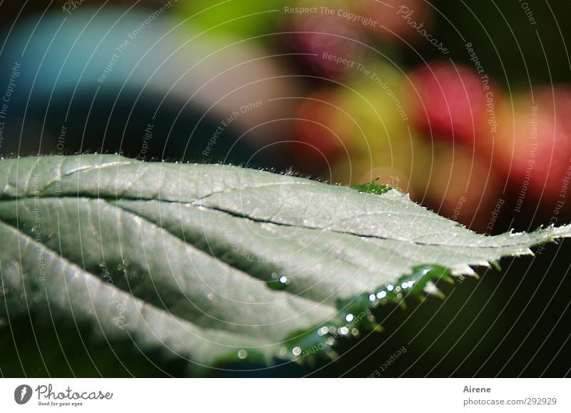 Die Farben des Sommers Natur Pflanze Wassertropfen Blatt Nutzpflanze Beeren Beerensträucher Garten Tropfen glänzend leuchten Wachstum frisch natürlich blau