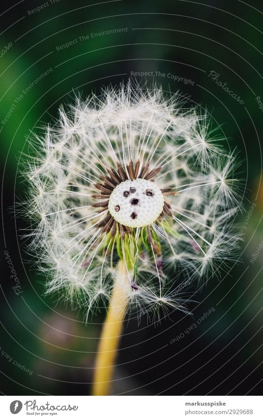 dandelions macro close up elegant Leben Sommer Natur Pflanze Wärme Blumenstrauß springen ästhetisch authentisch Duft Lebensfreude Frühlingsgefühle Fragility