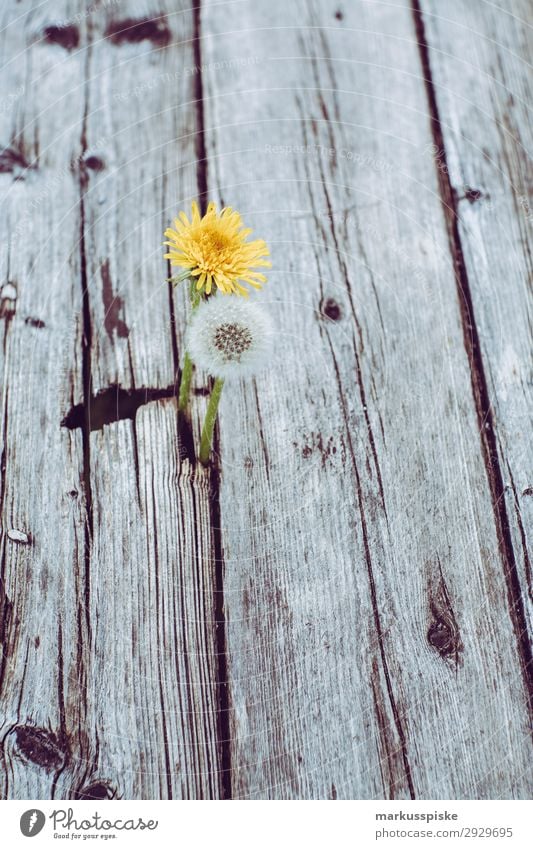 dandelions macro close up elegant Leben Sommer Natur Pflanze Wärme Blumenstrauß springen Duft Frühlingsgefühle Vorfreude Fragility alive beautiful beauty