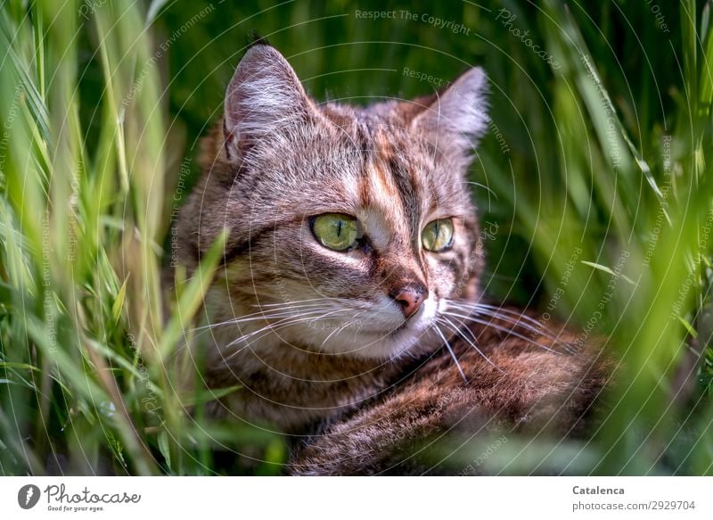 Im Gras sitzt die Katze Natur Pflanze Tier Frühling Blatt Grünpflanze Garten Wiese Haustier Nutztier Tiegerkatze 1 beobachten liegen schön klein braun grün