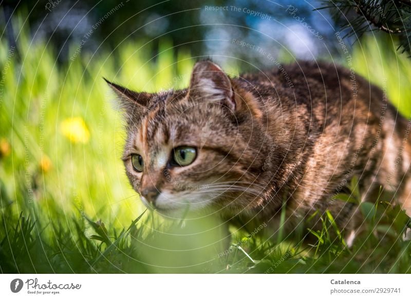 Sprungbereit, Katzenportrait im hohen Gras Natur Pflanze Tier Frühling Schönes Wetter Blume Blatt Blüte Löwenzahn Garten Wiese beobachten schön einzigartig blau