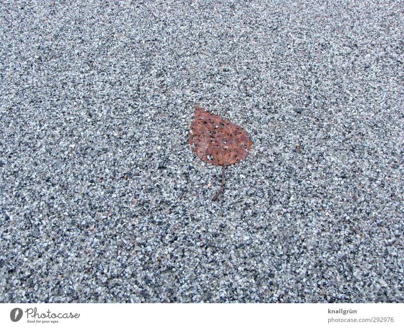 Fossil Pflanze Winter Blatt Straße liegen alt kalt natürlich Stadt braun grau Gefühle Einsamkeit Natur Vergänglichkeit Asphalt platt Farbfoto Gedeckte Farben