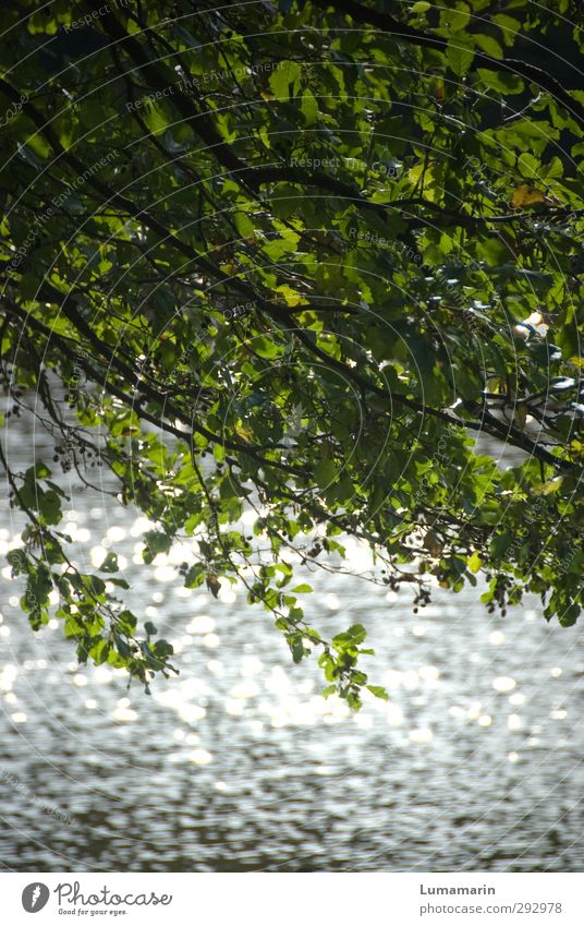 Biosphäre Umwelt Natur Pflanze Urelemente Wasser Sonnenlicht Sommer Klima Schönes Wetter Baum Wellen Küste See Gesundheit glänzend natürlich positiv Sauberkeit