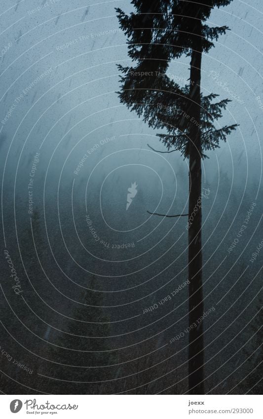 Vorstand Umwelt Landschaft Wolken Winter Klima schlechtes Wetter Schnee Schneefall Baum Wald Berge u. Gebirge dunkel kalt blau schwarz skurril Schneetreiben