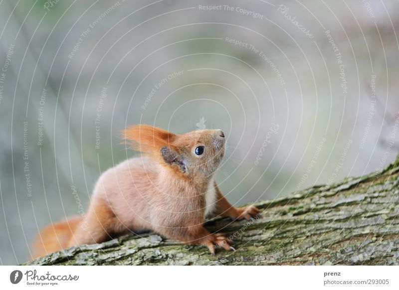 hochguck Umwelt Natur Tier Baum braun grau grün Eichhörnchen Nagetiere sitzen Baumstamm Farbfoto Außenaufnahme Menschenleer Textfreiraum oben Tag