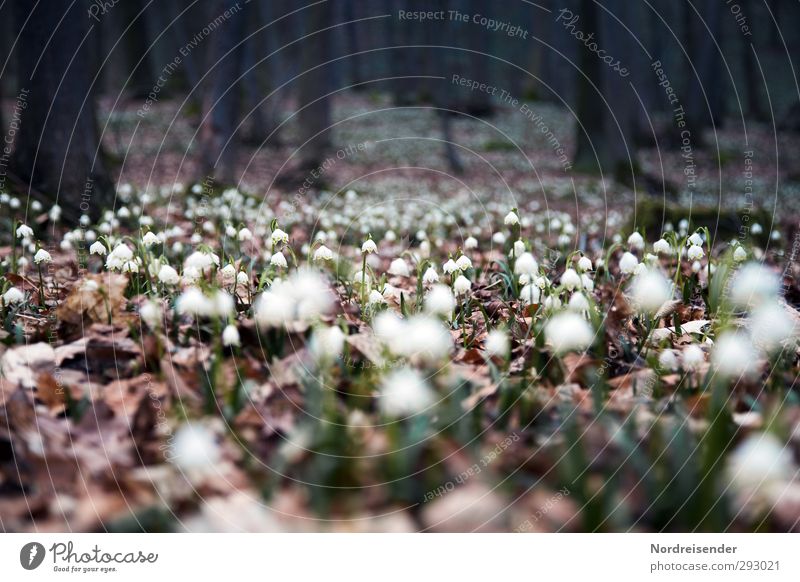 Märzenbecher Leben harmonisch Sinnesorgane Erholung ruhig Duft Ausflug Natur Landschaft Pflanze Frühling Wald Wachstum Freundlichkeit Frühlingsgefühle