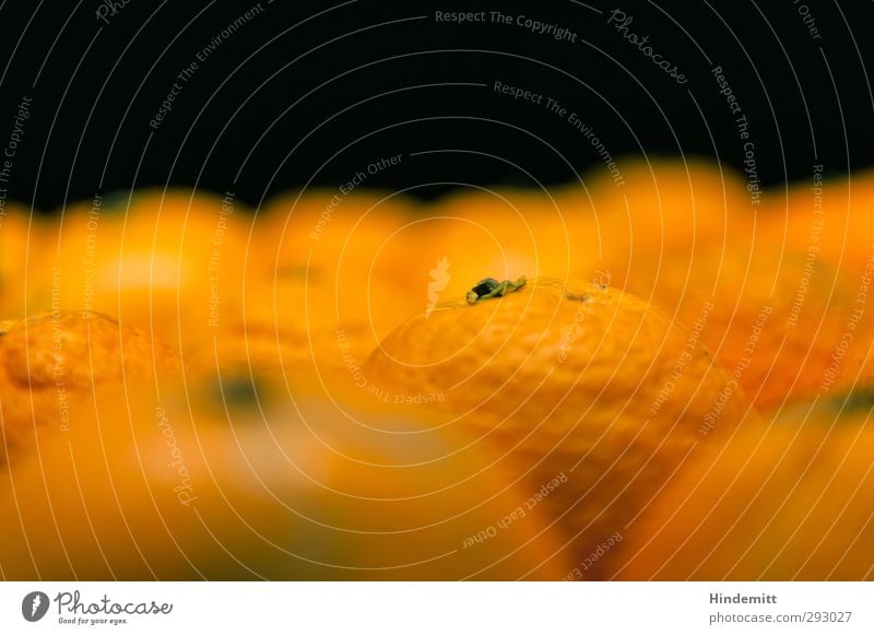 ... und doch allein Lebensmittel Frucht Orange Bioprodukte frisch Gesundheit gut rund saftig Sauberkeit sauer schön süß grün schwarz Begierde Einsamkeit