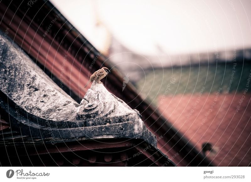 soeben reinkarniert Himmel Tempel Dach Tier Vogel Spatz 1 Stein ästhetisch grün rot Buddhismus Farbfoto Außenaufnahme Strukturen & Formen Menschenleer Tag