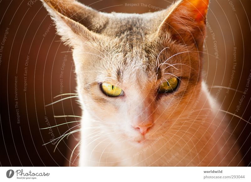 katzenblick Tier Haustier Katze Tiergesicht 1 beobachten ästhetisch kuschlig grau weiß Tierliebe Auge Gesichtsausdruck Blick Farbfoto Außenaufnahme Tierporträt