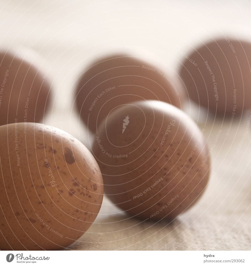 Braune Bioeier warten aufs Eierfärben an Ostern Lebensmittel Hühnerei Frühstück Bioprodukte Vegetarische Ernährung kochen & garen Nutztier Huhn Essen genießen