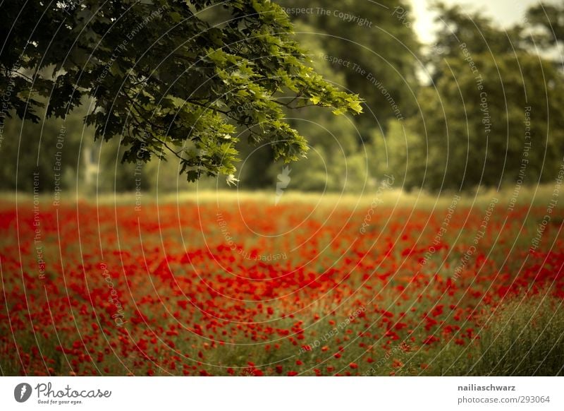 Mohnfeld Umwelt Natur Landschaft Pflanze Sommer Schönes Wetter Baum Blume Garten Park Wiese Feld Blühend Duft glänzend leuchten verblüht Fröhlichkeit natürlich