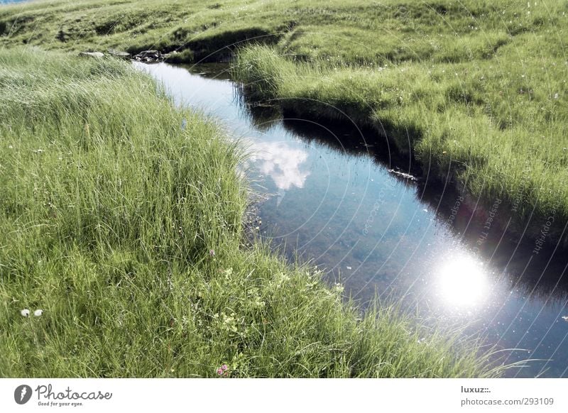 Wasser Trinkwasser Umwelt Natur Alpen Moor Sumpf Bach frisch Sauberkeit Quelle Wildbach Allgemeingut Grundversorgung Farbfoto