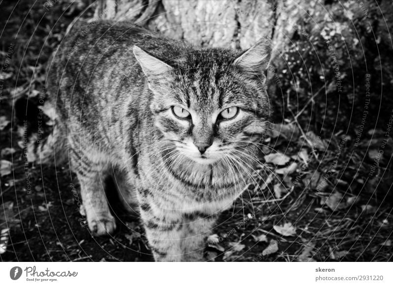 obdachlose Katze Lifestyle Frühling Sommer Schönes Wetter Garten Park Tier Tiergesicht 1 beobachten Armut dreckig frei einzigartig natürlich Klischee schwarz