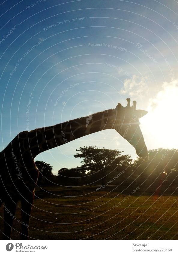 Safari Natur Sonne Sonnenlicht Sommer Schönes Wetter Tier Wildtier Giraffe 1 Fernweh Philippinen Afrika Farbfoto Außenaufnahme Tag Tierporträt