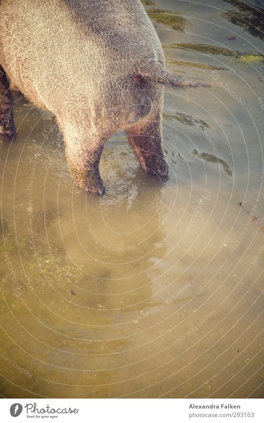 Fußbad Tier Teich Wasser Wildtier Zoo Schwein 1 Leben Schwimmen & Baden Wedeln Vierbeiner Kneipp Haxe Farbfoto Außenaufnahme Textfreiraum unten Tag Tierporträt