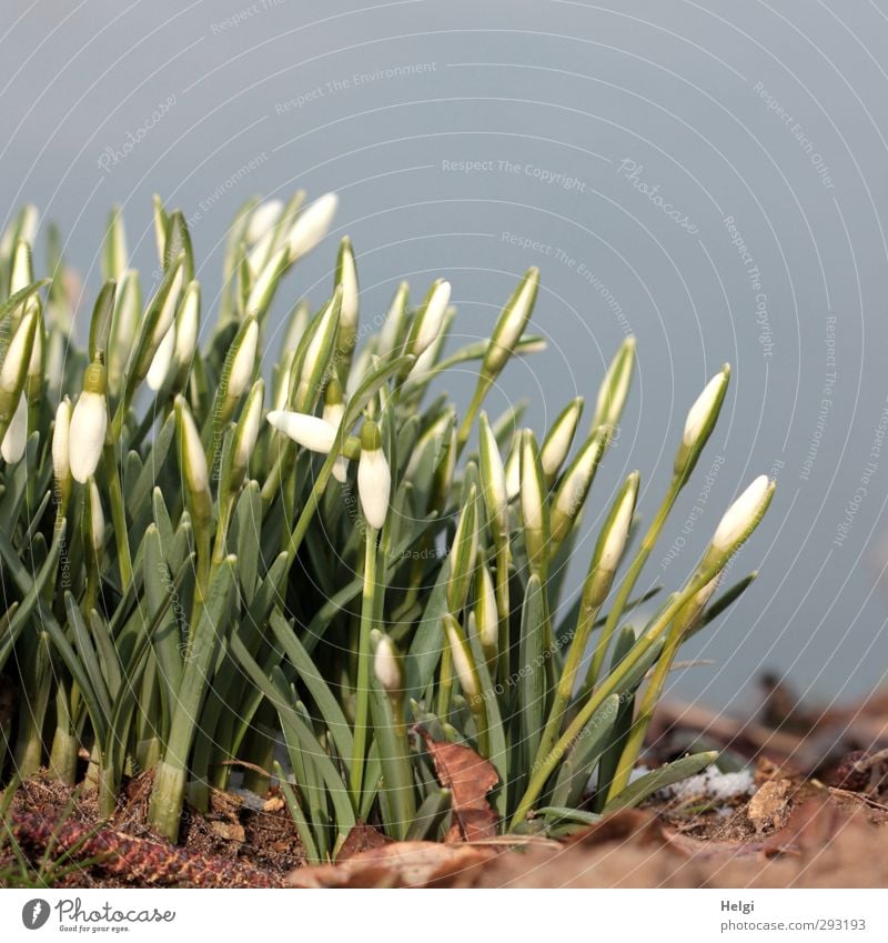 Winter ade... Umwelt Natur Pflanze Schönes Wetter Blume Blatt Blüte Schneeglöckchen Frühblüher Blühend Wachstum ästhetisch schön klein natürlich blau braun grün