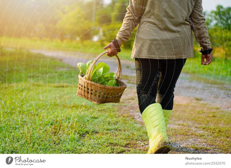 Landwirt pflückt frisches Bio-Gemüse im Korb Kräuter & Gewürze Lifestyle schön Sommer Garten Gartenarbeit Mensch Frau Erwachsene Natur Pflanze Gras natürlich