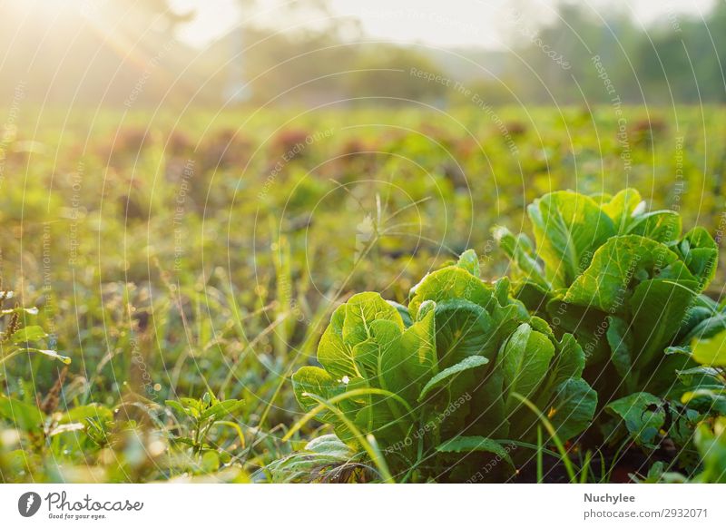 Frisches Bio-Gemüse fertig und reif für die Ernte im Betrieb. Essen Vegetarische Ernährung schön Sommer Garten Umwelt Natur Pflanze Baum Blatt Wachstum frisch