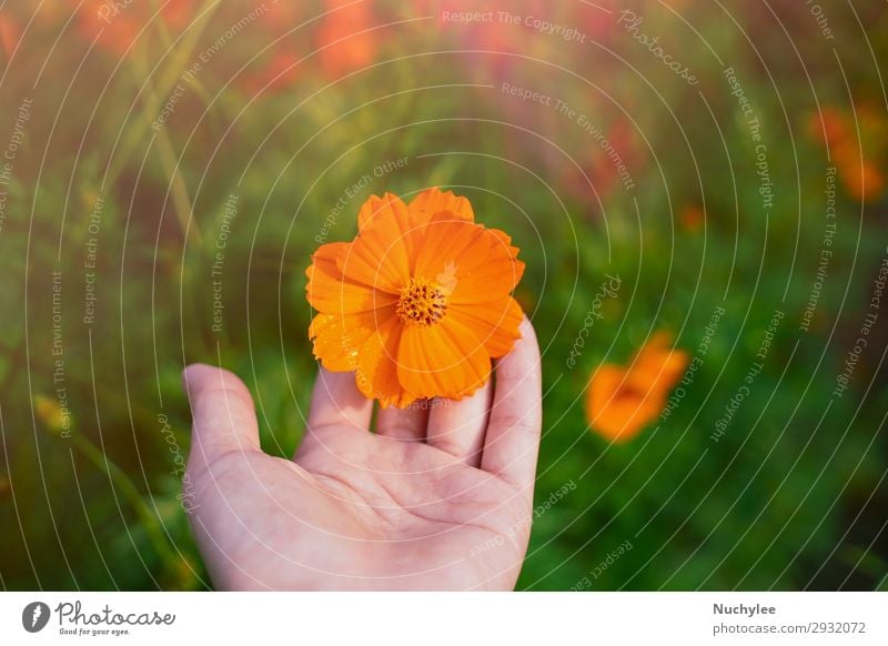 Hand haltend blühende orangefarbene Kosmosblume schön Sommer Garten Frau Erwachsene Natur Pflanze Frühling Blume Blüte Wachstum frisch hell natürlich gelb grün