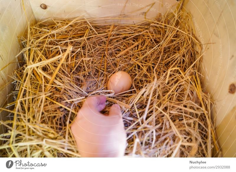 Handaufnahme eines Eis im Hühnerstall Essen Lifestyle Gesunde Ernährung Haus Garten Frau Erwachsene Natur authentisch frisch nachhaltig Ackerbau Hintergrund