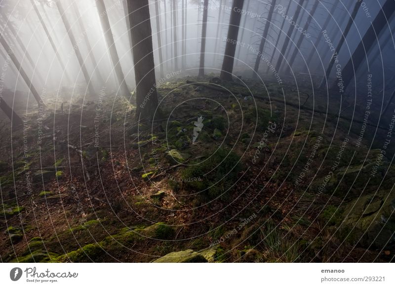 dark forest Ferien & Urlaub & Reisen Berge u. Gebirge wandern Umwelt Natur Landschaft Pflanze Wasser Klima Wetter Nebel Baum Moos Wald Urwald Hügel Felsen