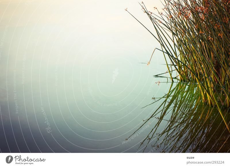 Seegräser harmonisch ruhig Meditation Sommer Umwelt Natur Landschaft Urelemente Wasser Horizont Schönes Wetter Gras Seeufer authentisch dunkel natürlich grün