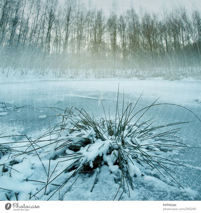 an den rotpfuhlen Umwelt Natur Landschaft Pflanze Tier Winter Eis Frost Schnee Baum Gras Sträucher Küste Seeufer Teich kalt Eisschicht gefroren Nationalpark