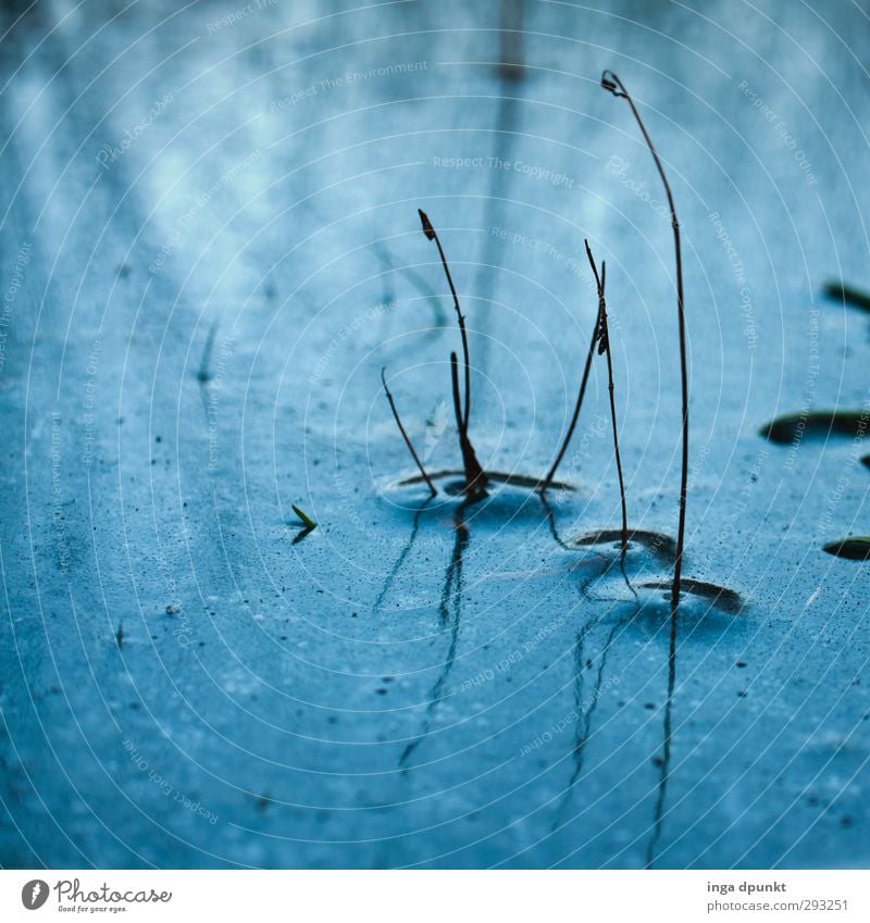 Blaues Fenster Umwelt Natur Landschaft Urelemente Wasser Winter Eis Frost Pflanze Gras Halm Stengel Teich See kalt blau tauen gefroren Jahreszeiten