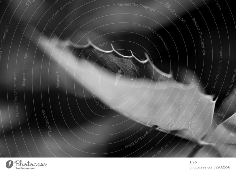 Blatt Umwelt Natur Pflanze Frühling Herbst Winter Bewegung ästhetisch authentisch einfach elegant einzigartig natürlich Spitze grau schwarz weiß Gelassenheit