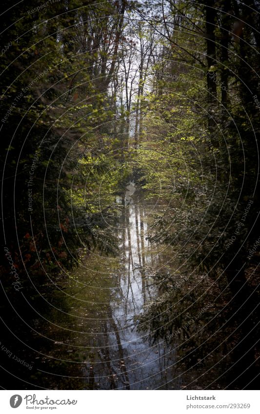 Hinter uns Umwelt Natur Wasser Pflanze Baum Wildpflanze Moor Sumpf Teich Stimmung trösten achtsam Gelassenheit geduldig ruhig demütig Schüchternheit Farbfoto