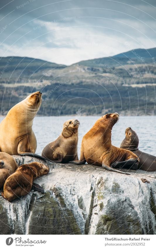 Seelöwen Tier blau braun grau grün weiß Argentinien Außenaufnahme Meeressäuger Tierjunges Flosse Vorgesetzter alphatier kalt Wind Hügel Farbfoto Menschenleer