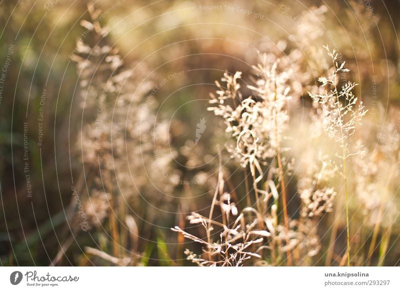 besonnen Natur Pflanze Sommer Herbst Schönes Wetter Gras Wiese Blühend leuchten verblüht natürlich Wärme weich Idylle ruhig Allergie Heuschnupfen Farbfoto