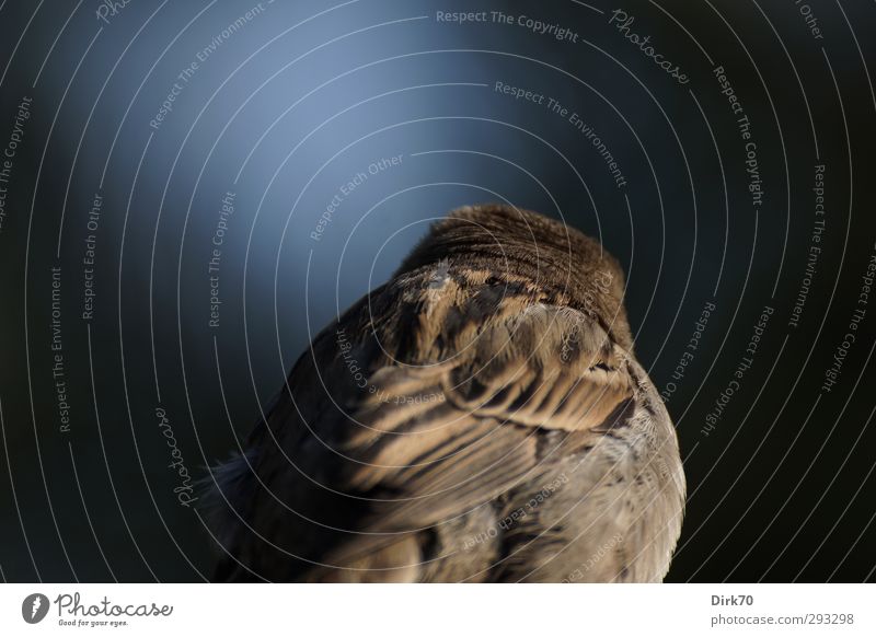 Spatz von hinten Tier Wildtier Vogel Flügel Sperlingsvögel Haussperling gefiedert Feder Rücken Rückansicht 1 blau braun grau schwarz Müdigkeit Unlust Einsamkeit