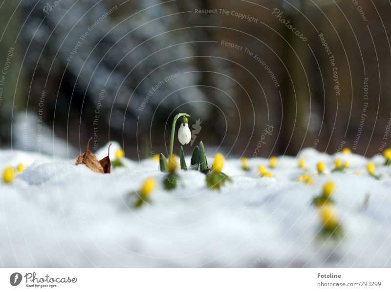 Den Winter in die Knie zwingen Umwelt Natur Pflanze Frühling Schönes Wetter Schnee Blume Blüte Garten Park Coolness hell kalt klein natürlich braun gelb grün