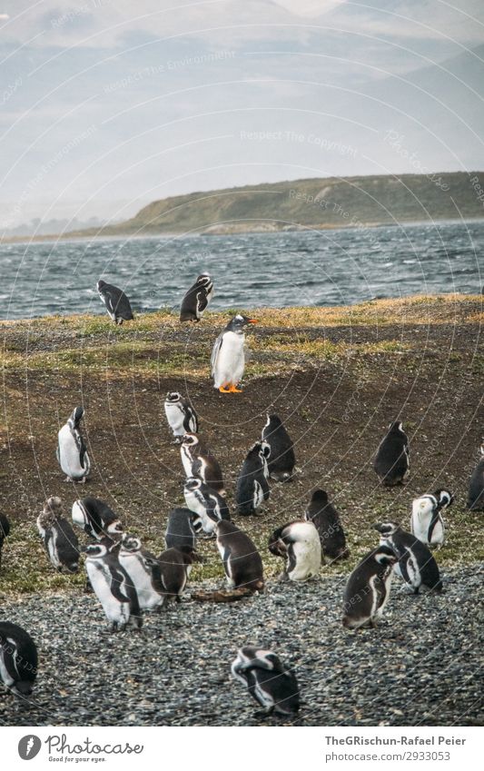 Pinguine Tier Tiergruppe blau orange feuerland Südamerika tollpatschig Schwimmsport elegant ushuaia Argentinien Vogelkolonie Farbfoto Außenaufnahme Menschenleer