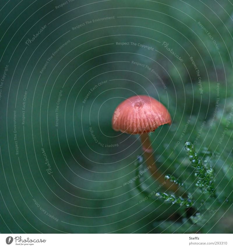 ein Winzling Pilz Herbst Pilzhut Moos Herbstwald Waldboden Waldpilz Waldstimmung moosgrün klein nah wachsen November Oktober Herbststimmung Sporen winzig