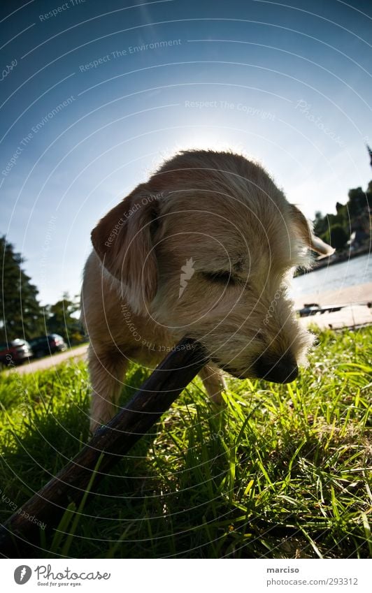 Paula Natur Himmel Sonne Sonnenlicht Sommer Schönes Wetter Flussufer Tier Haustier Hund Tiergesicht Fell 1 Stock Holz Spielen blond Fröhlichkeit frisch niedlich