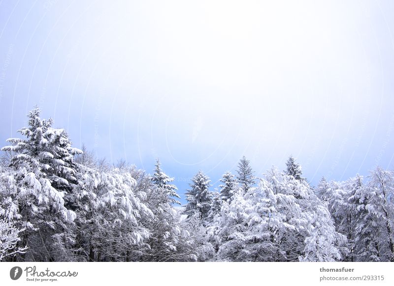 Wintertraum Ferien & Urlaub & Reisen Ausflug Schnee Winterurlaub Berge u. Gebirge Umwelt Natur Landschaft Himmel Wolkenloser Himmel Schönes Wetter Baum Wald