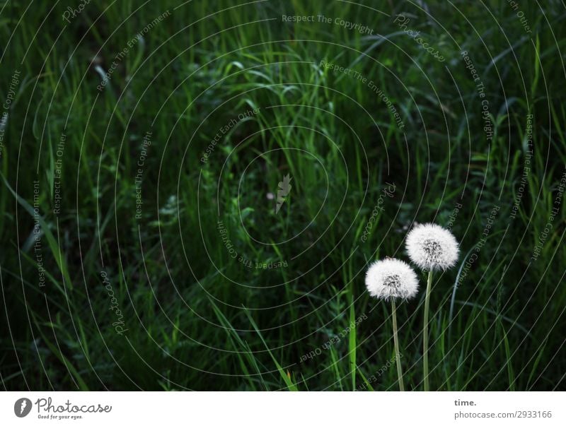 oO Umwelt Natur Landschaft Pflanze Gras Wildpflanze Löwenzahn Wiese Wachstum dunkel grün weiß selbstbewußt Freundschaft Zusammensein Liebe Verliebtheit Romantik